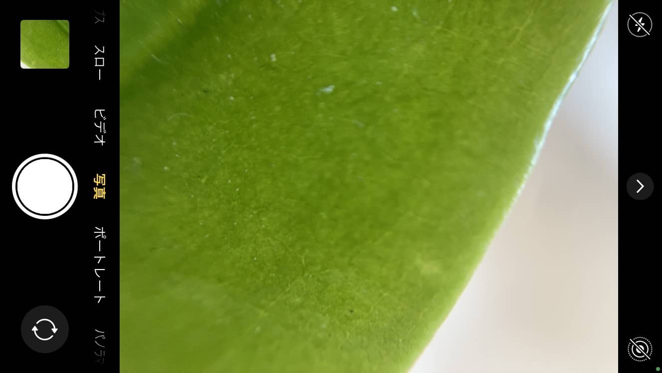 顕微鏡レンズで食虫植物を見てみる５